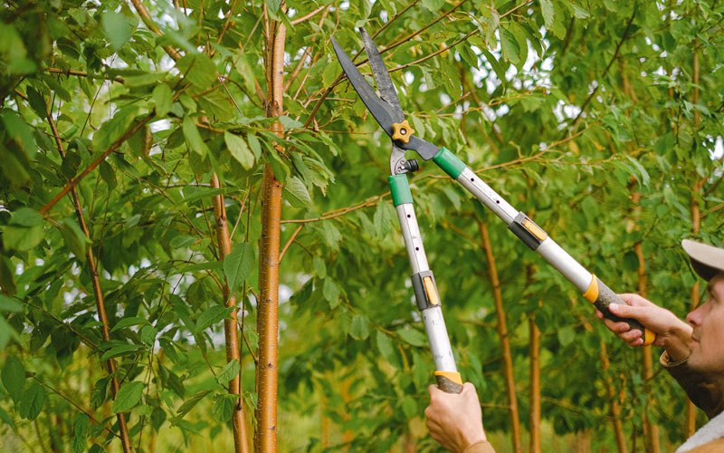 Tree trimming in Yanceyville, NC